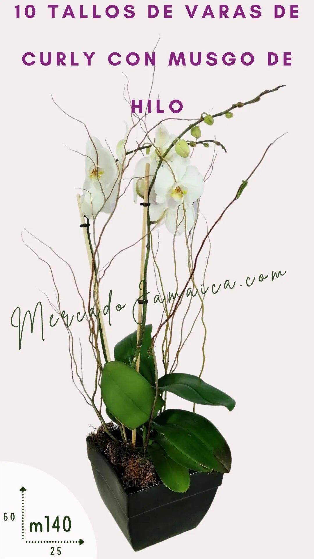 Arreglo Orquídea Phalaenopsis Blanca Doble Tallo · foto 5