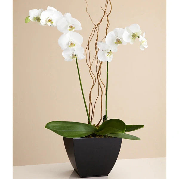 Arreglo Orquídea Phalaenopsis Blanca Doble Tallo · foto 1