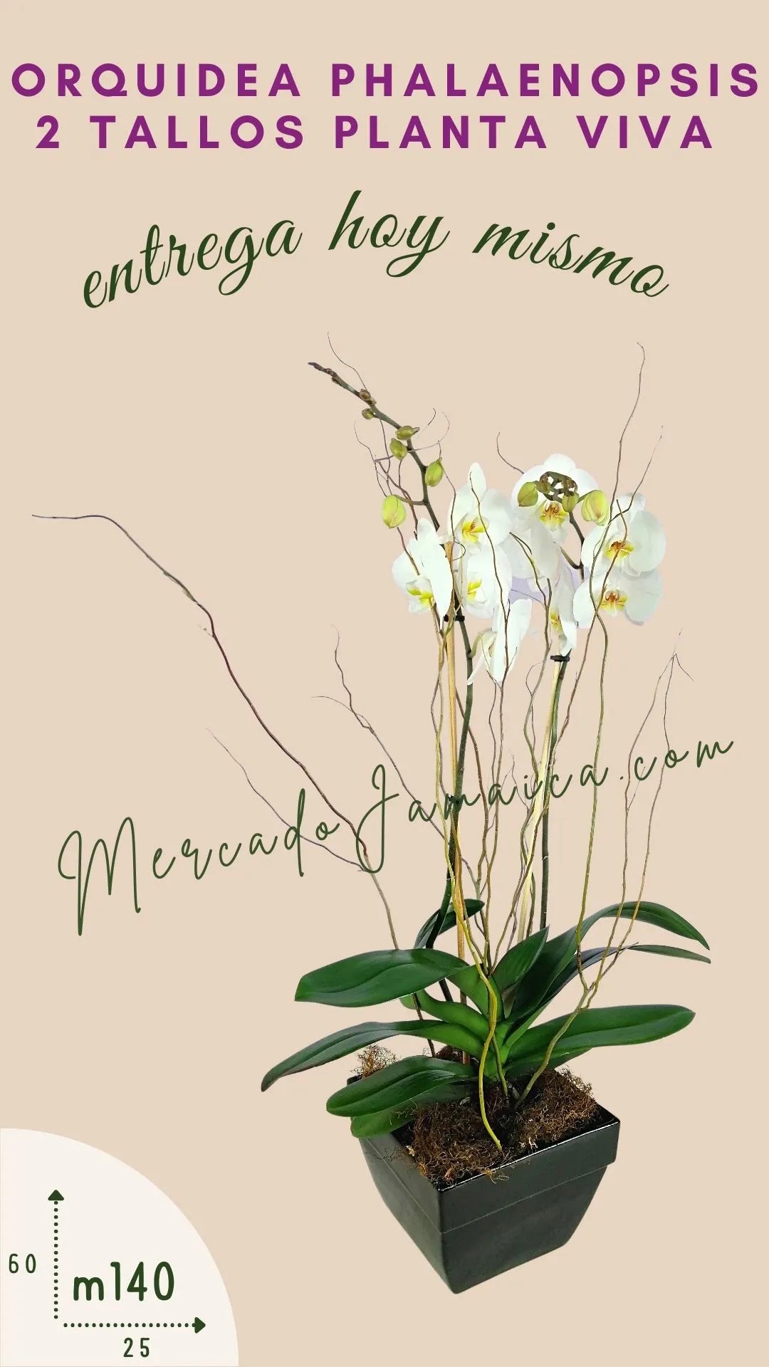 Arreglo Orquídea Phalaenopsis Blanca Doble Tallo · foto 2