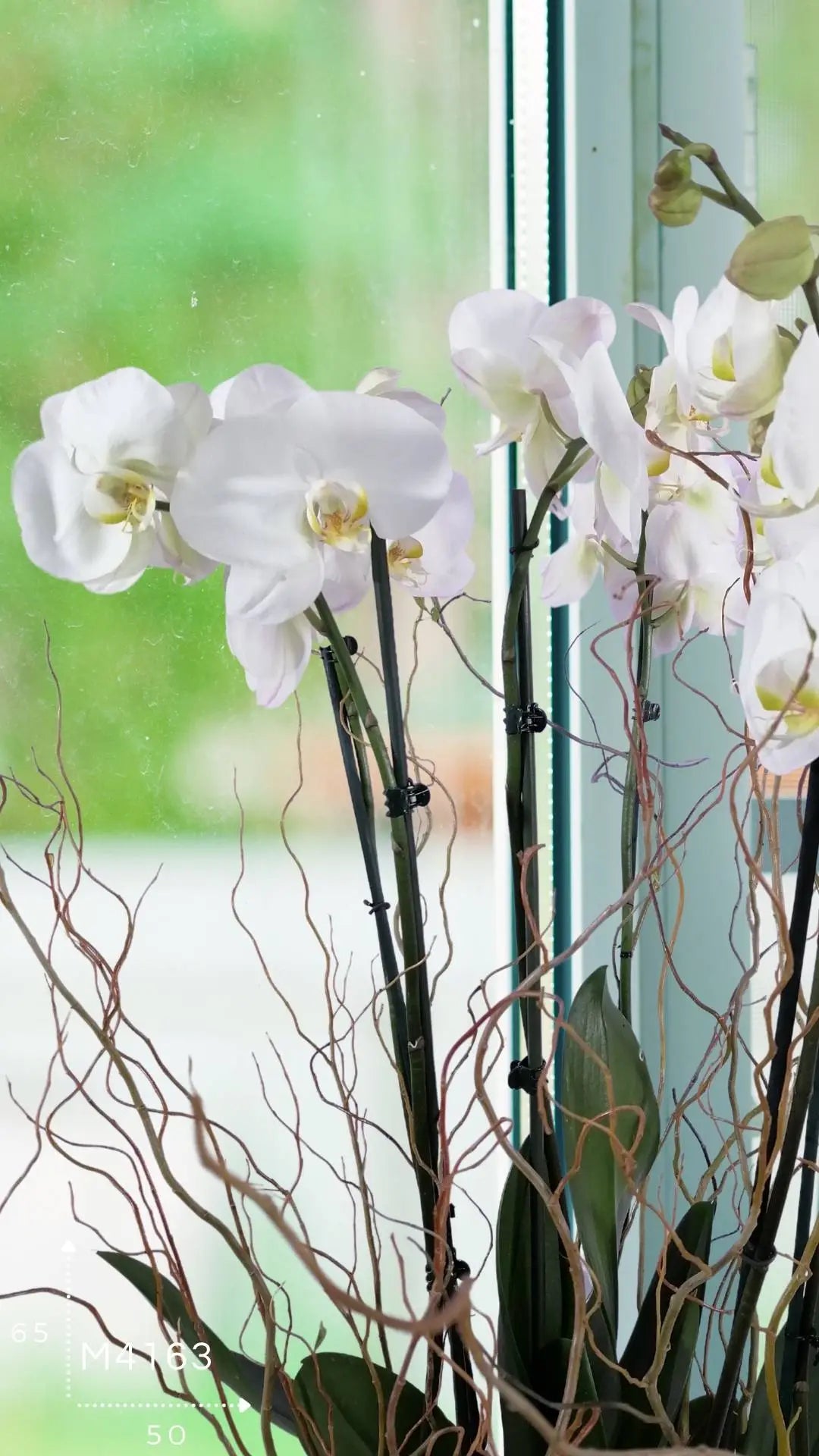 3 Orquídeas Phalaenopsis Blancas Doble Tallo · foto 3