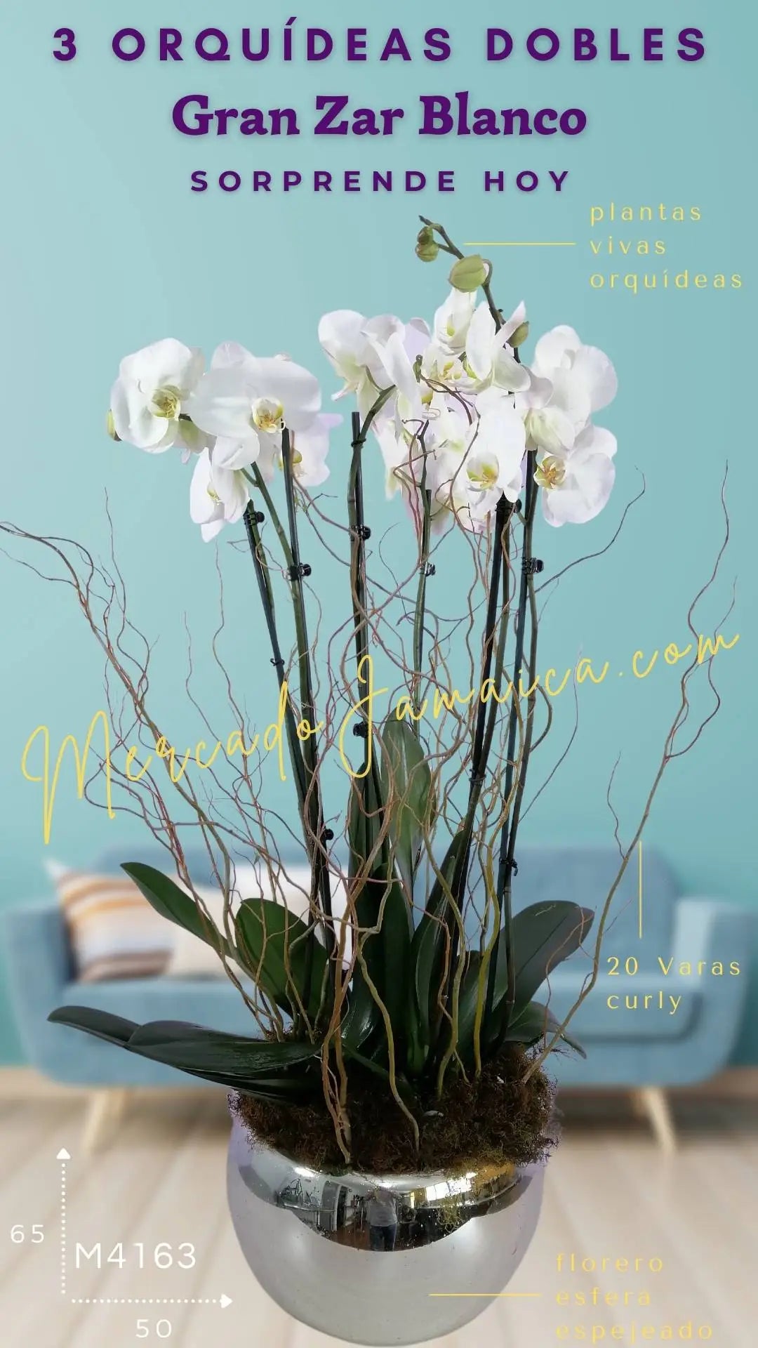 3 Orquídeas Phalaenopsis Blancas Doble Tallo · foto 4