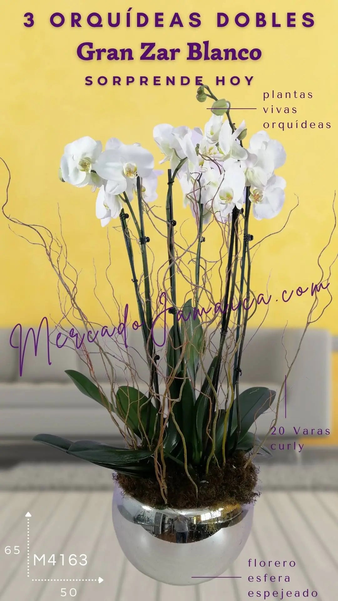 3 Orquídeas Phalaenopsis Blancas Doble Tallo · foto 5