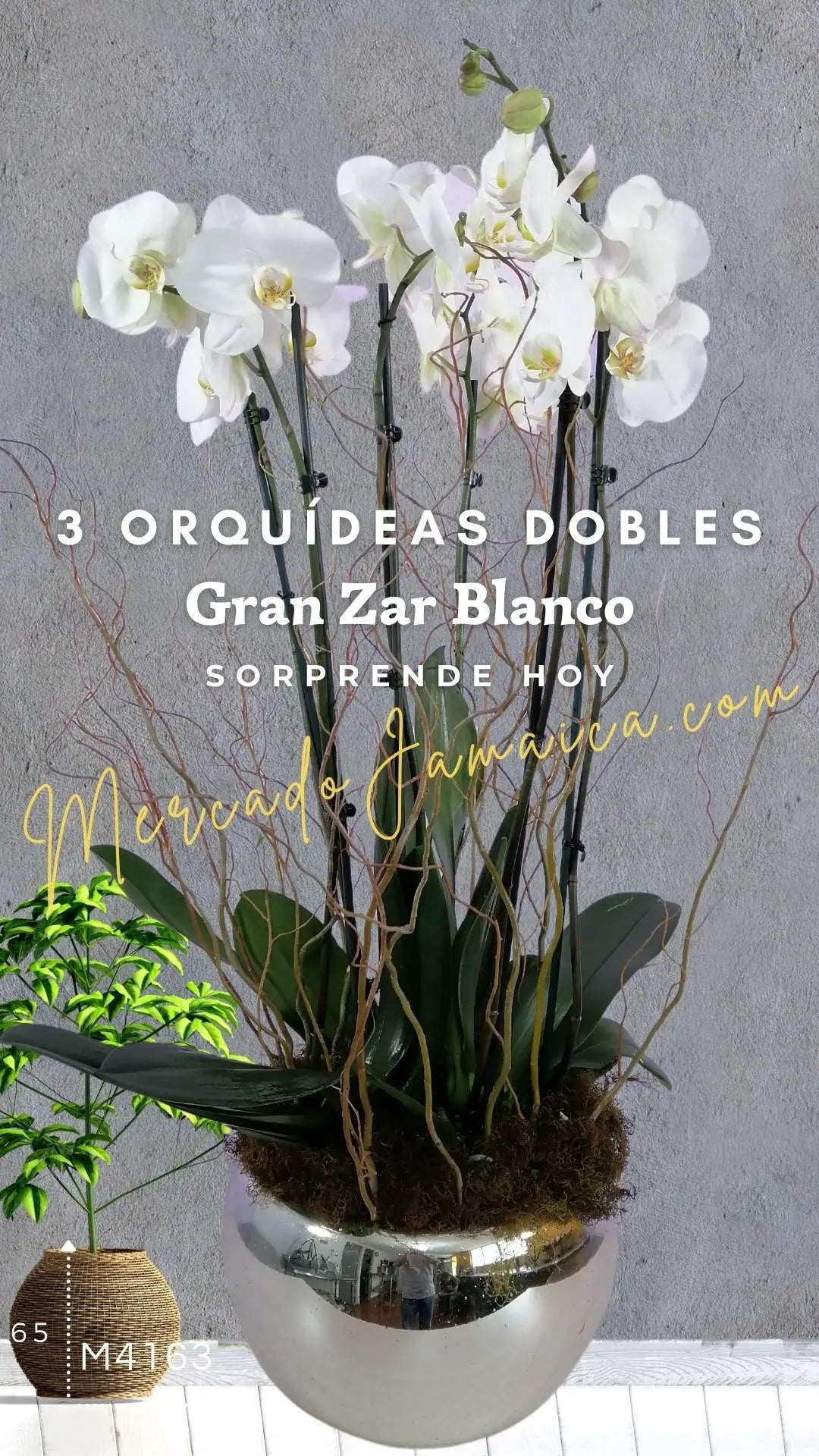 3 Orquídeas Phalaenopsis Blancas Doble Tallo · foto 1