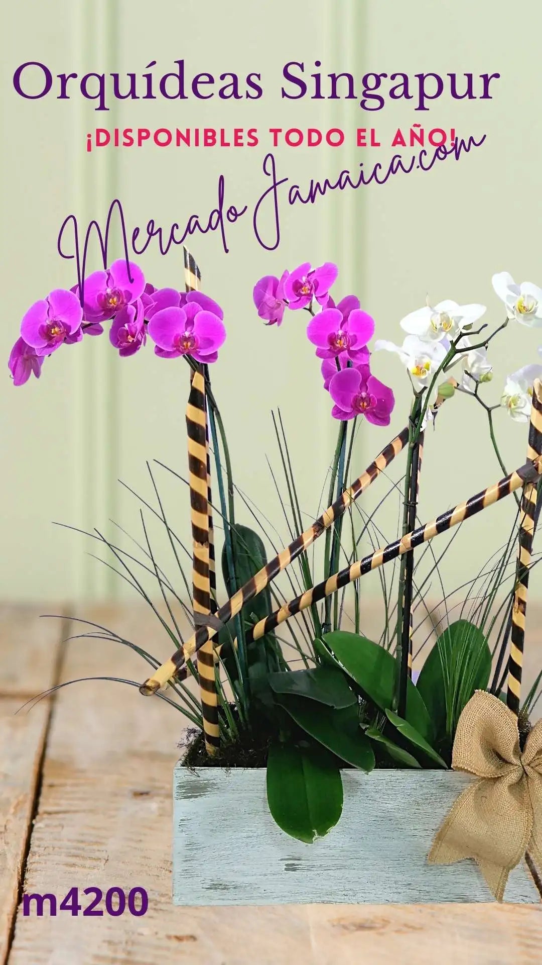 Orquídeas Phalaenopsis Lila y Blanco Doble Tallo · foto 5