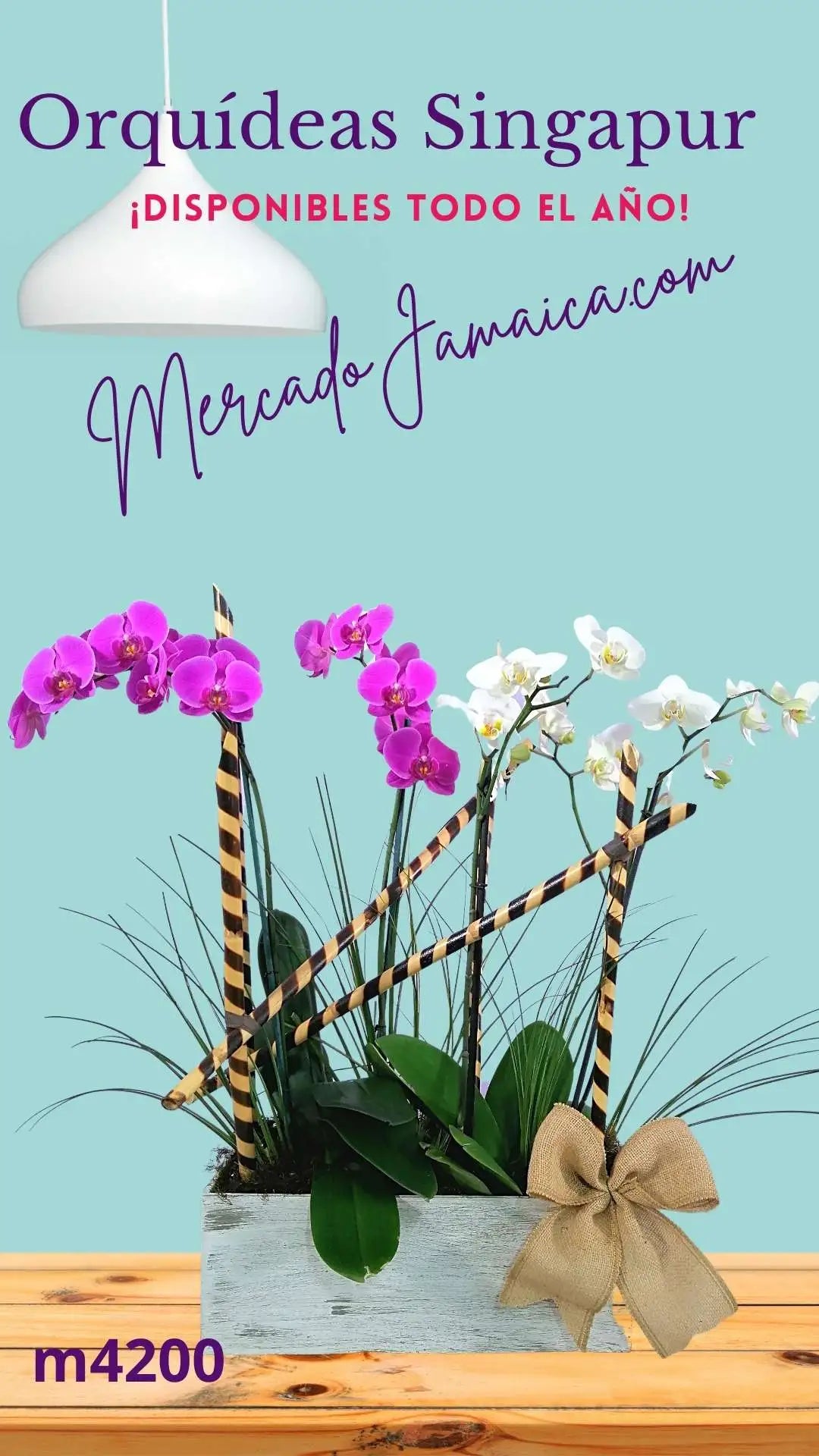 Orquídeas Phalaenopsis Lila y Blanco Doble Tallo · foto 4