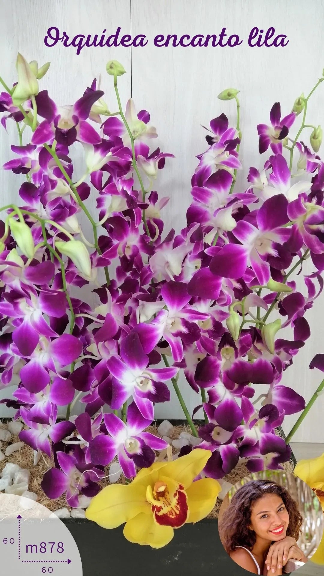 Arreglo Orquídeas Lila Phalaenopsis · foto 3