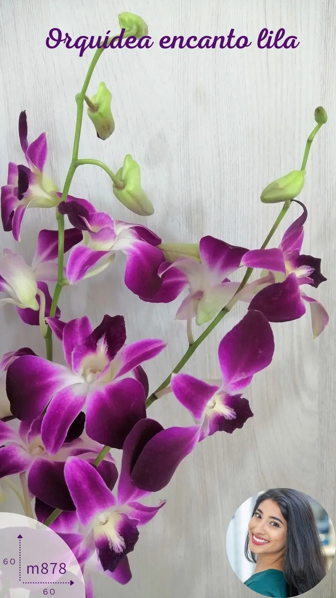 Arreglo Orquídeas Lila Phalaenopsis · foto 2