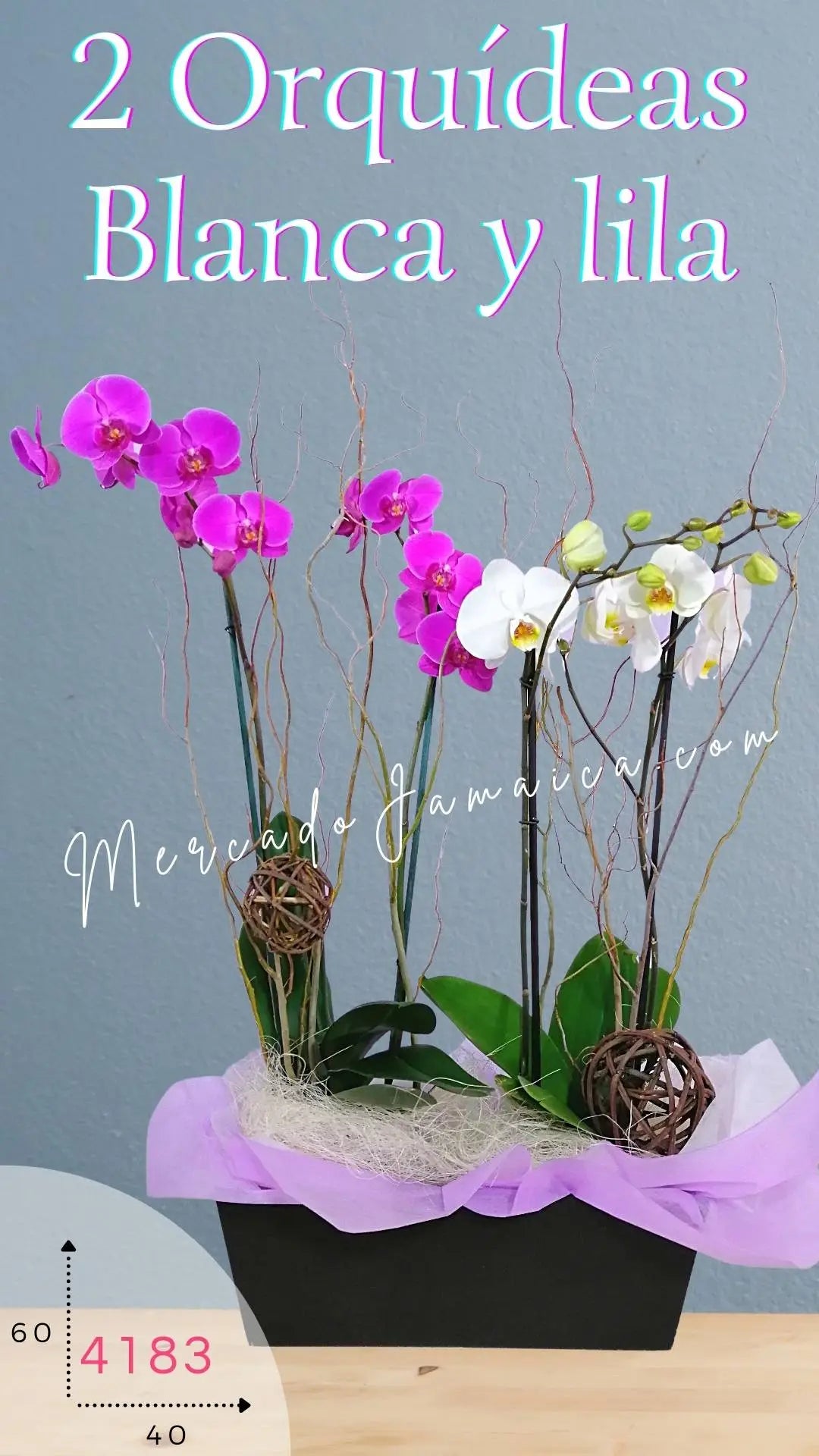 Orquídeas Phalaenopsis Lila y Blanca Doble Tallo · foto 4