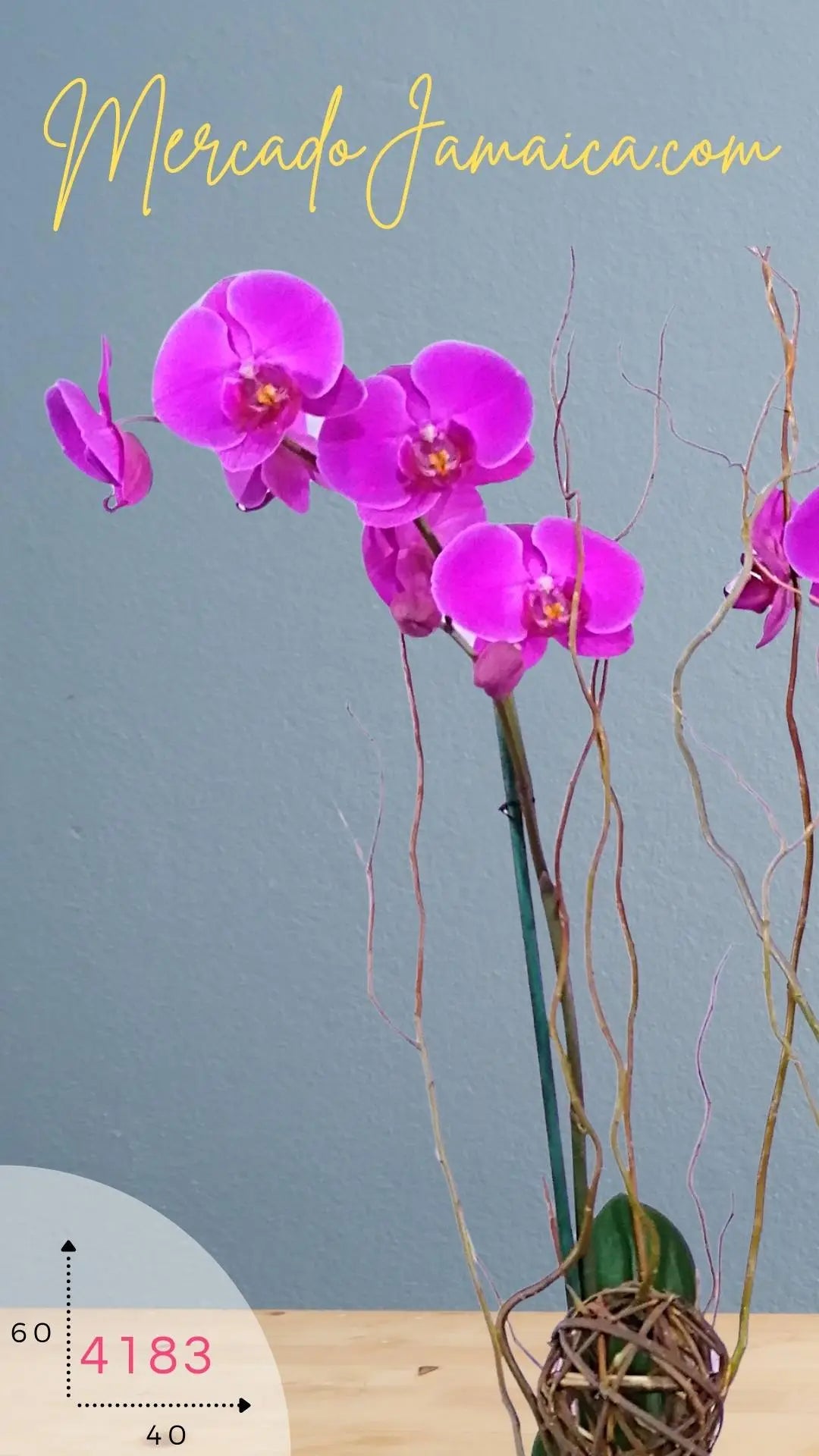 Orquídeas Phalaenopsis Lila y Blanca Doble Tallo · foto 3