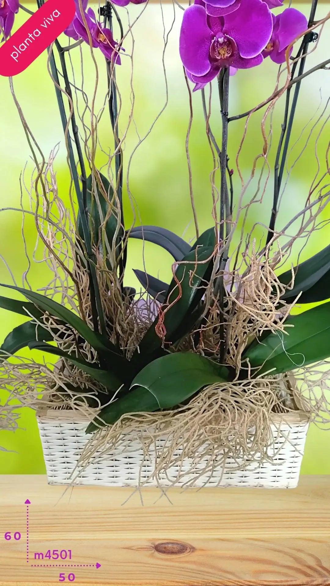2 Orquídeas Phalaenopsis Lila en Canasta · foto 1