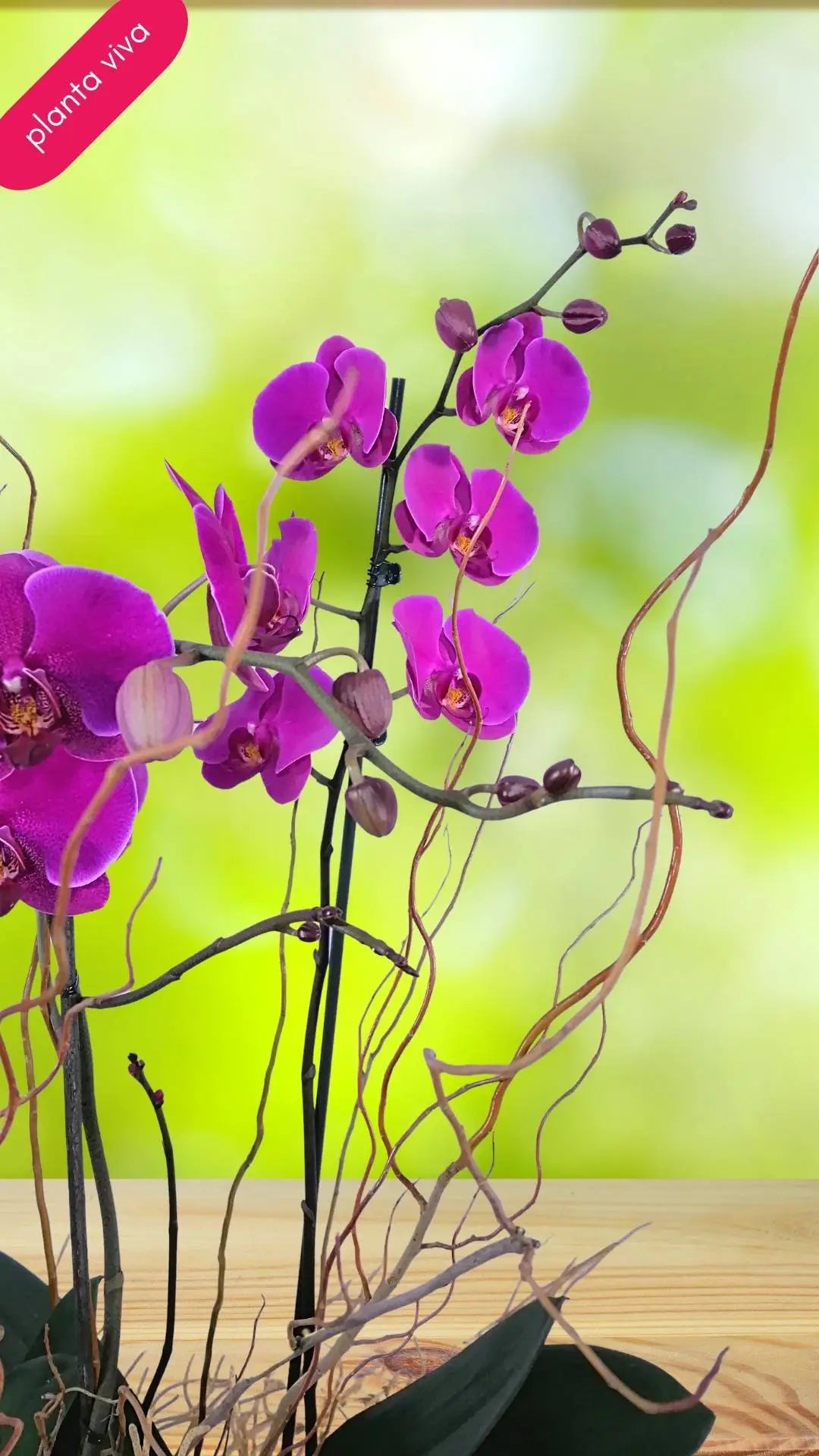 2 Orquídeas Phalaenopsis Lila en Canasta · foto 2