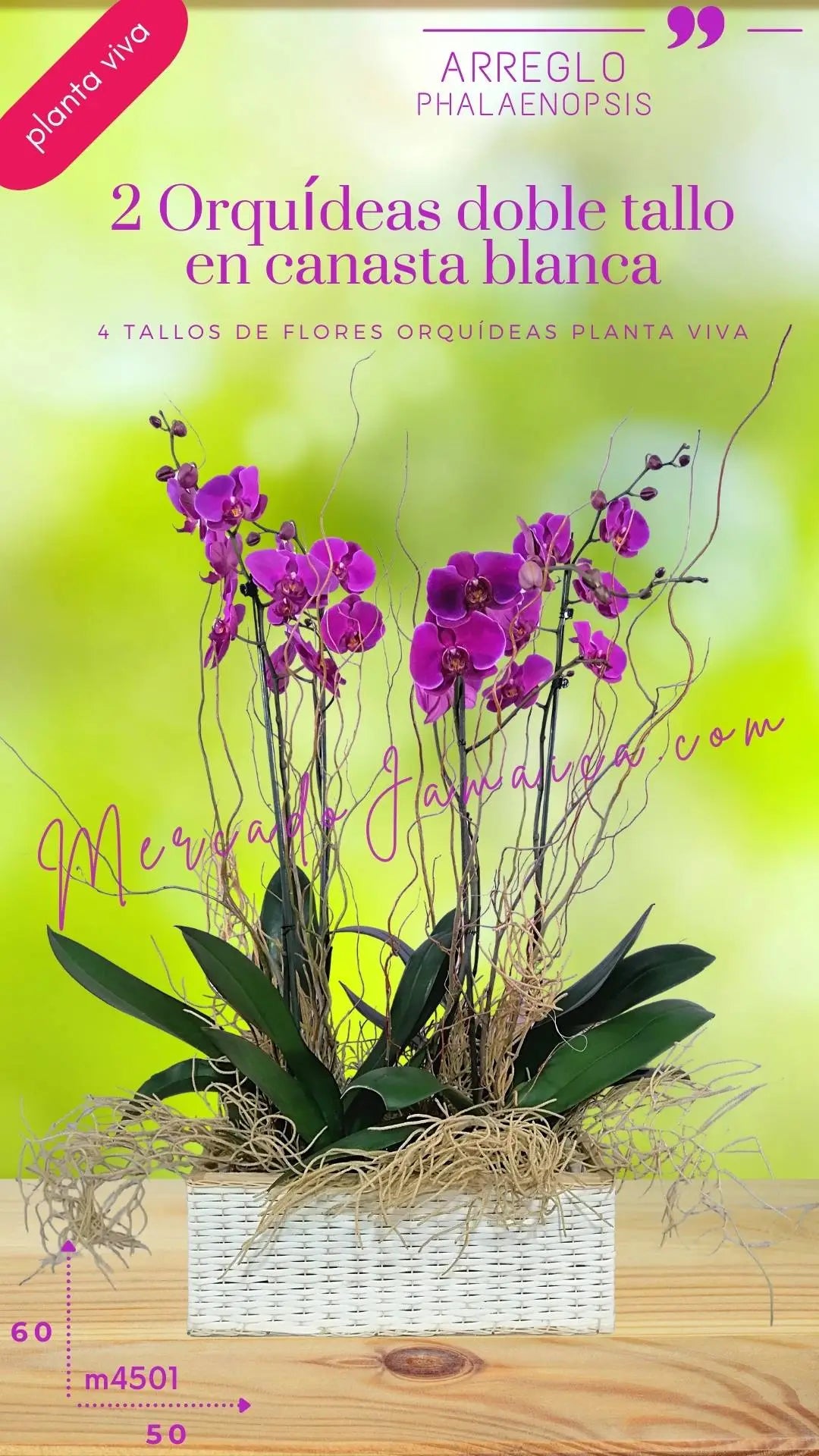 2 Orquídeas Phalaenopsis Lila en Canasta · foto 3