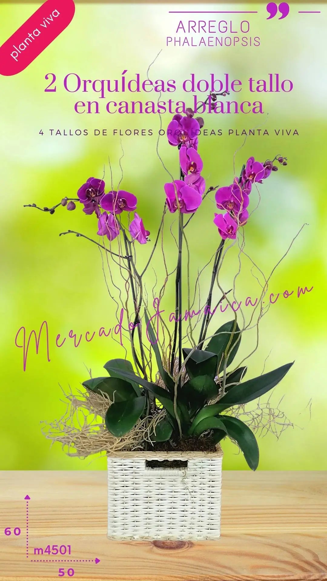 2 Orquídeas Phalaenopsis Lila en Canasta · foto 4