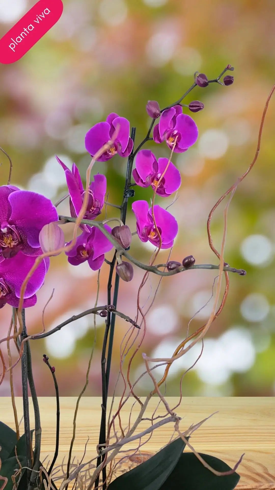 2 Orquídeas Phalaenopsis Lila en Canasta · foto 1