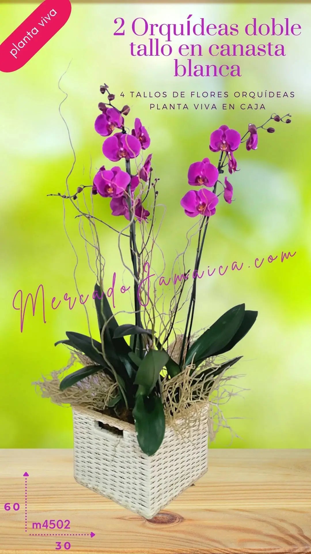 2 Orquídeas Phalaenopsis Lila en Canasta · foto 4