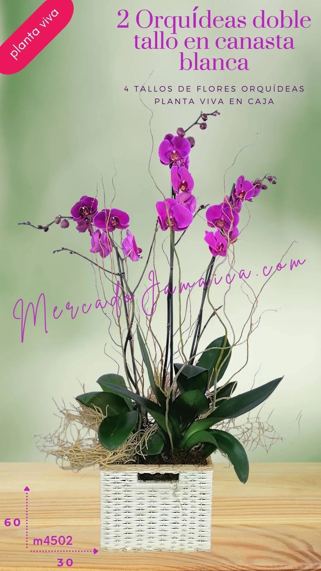 2 Orquídeas Phalaenopsis Lila en Canasta · foto 3