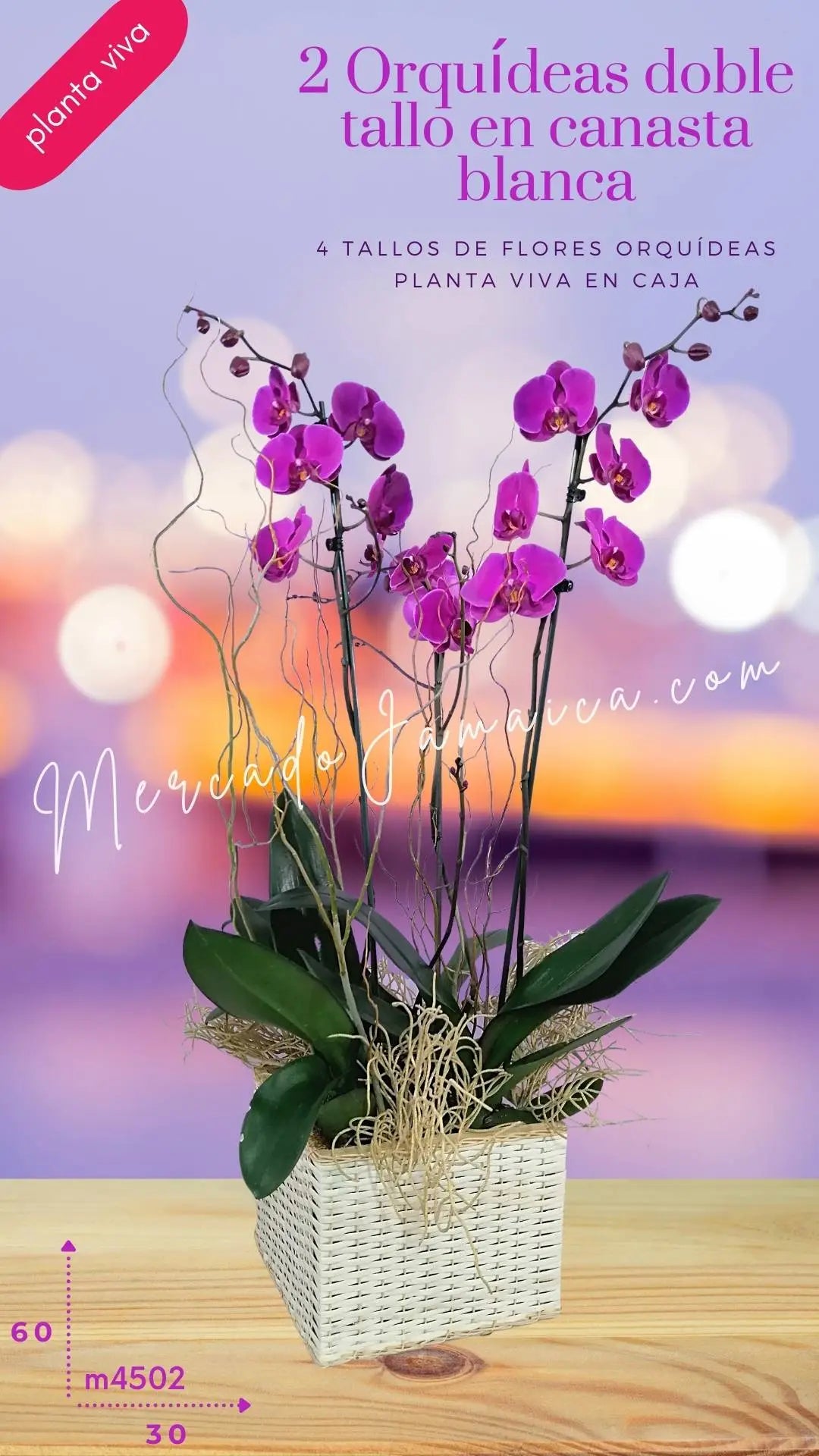 2 Orquídeas Phalaenopsis Lila en Canasta · foto 2